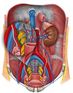 Right internal iliac vein (#10322)