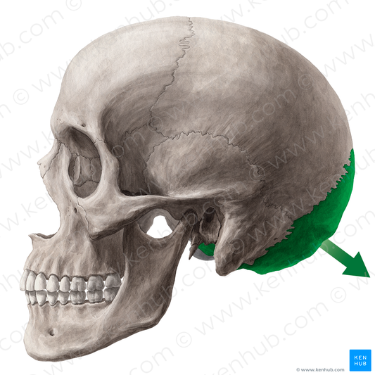 Occipital (#7282)