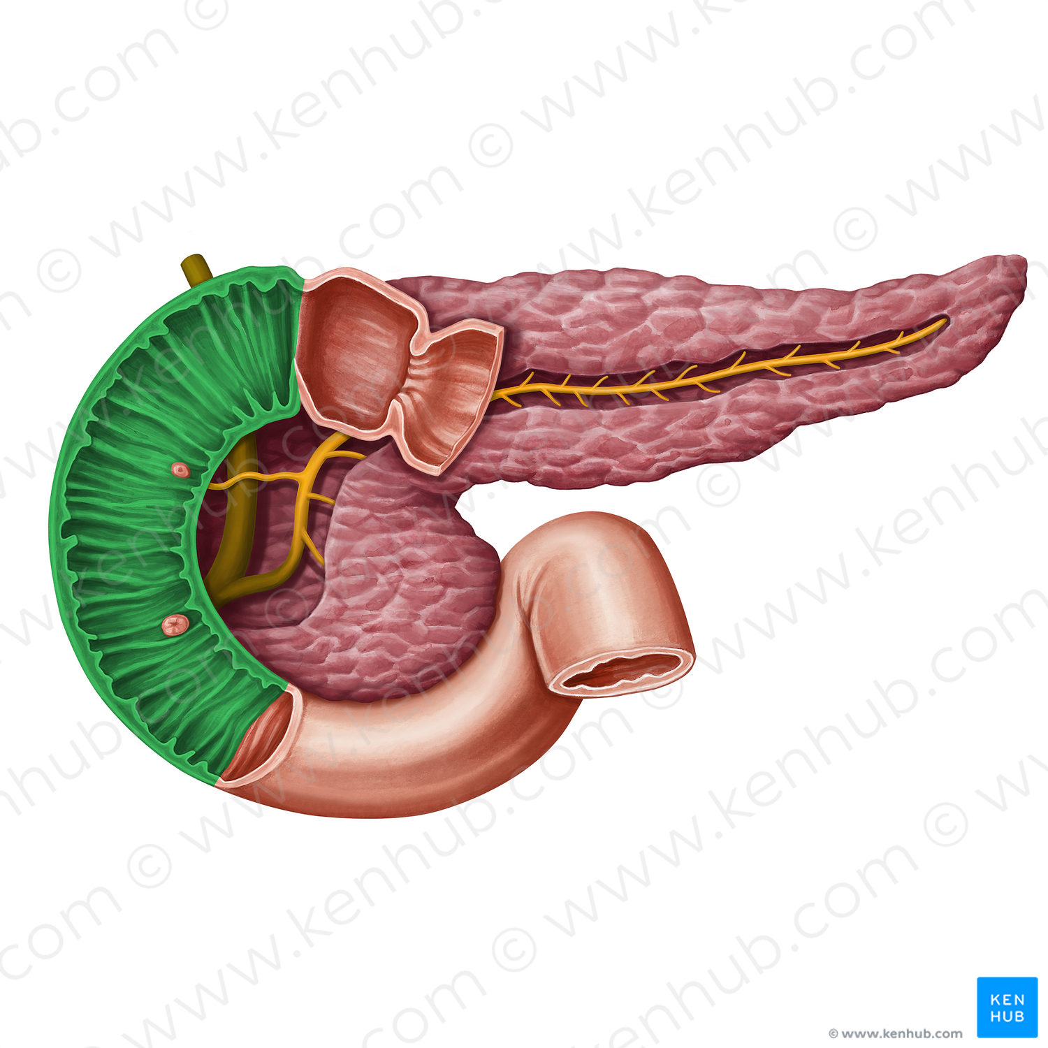 Descending part of duodenum (#13955)