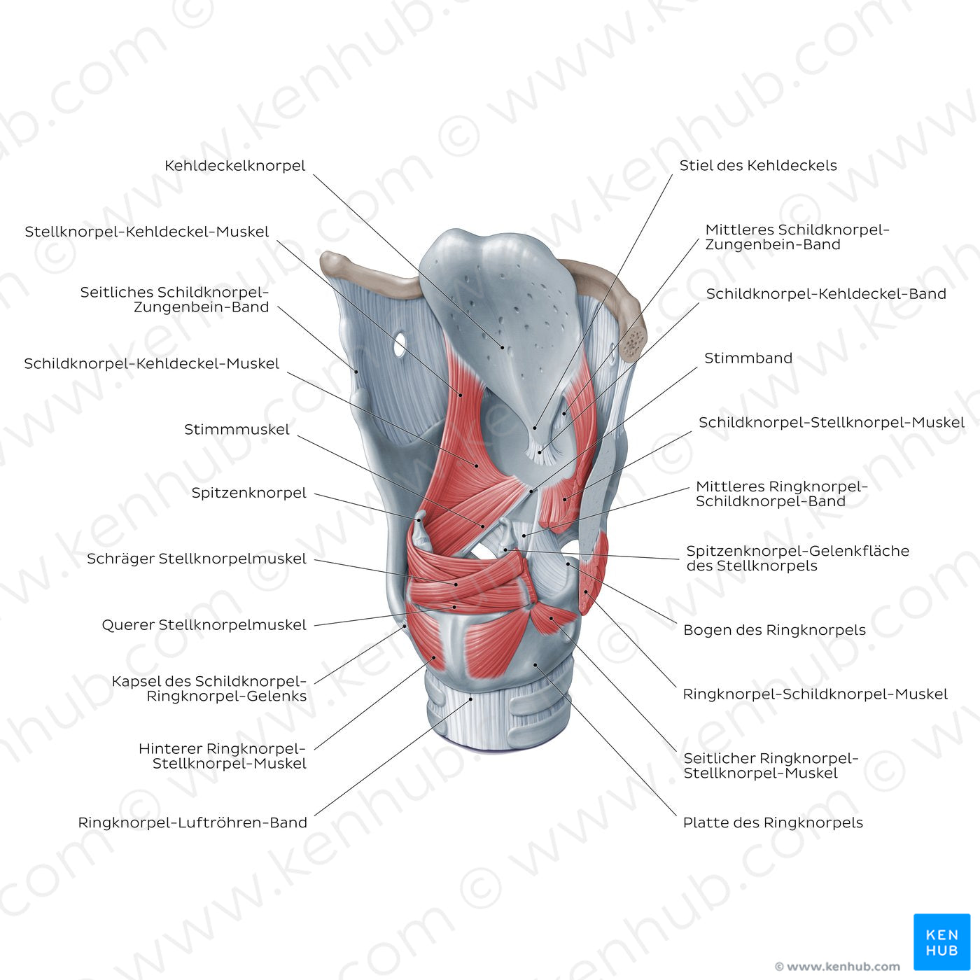 Muscles of the larynx: posterolateral view (German)