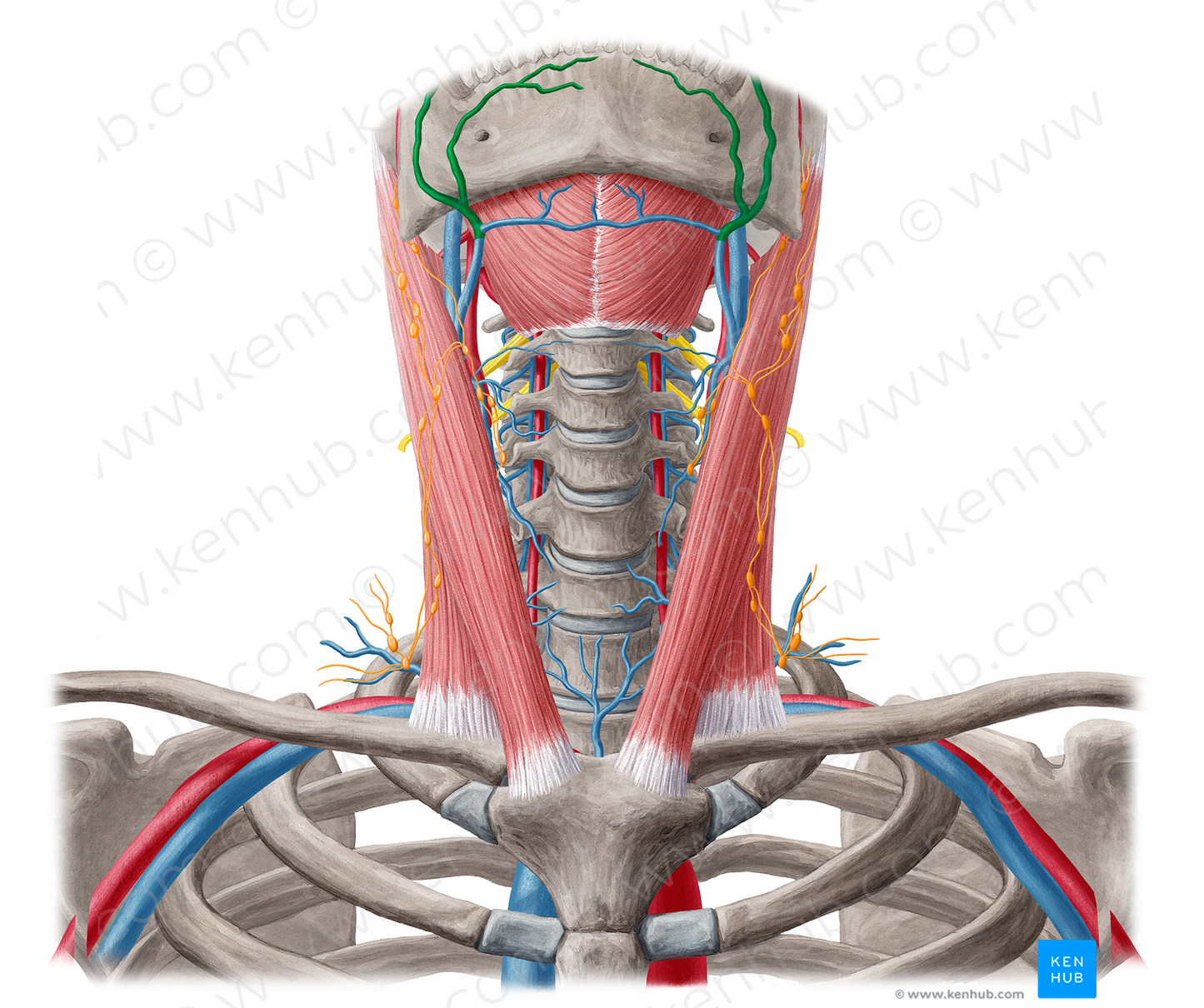 Facial vein (#10226)