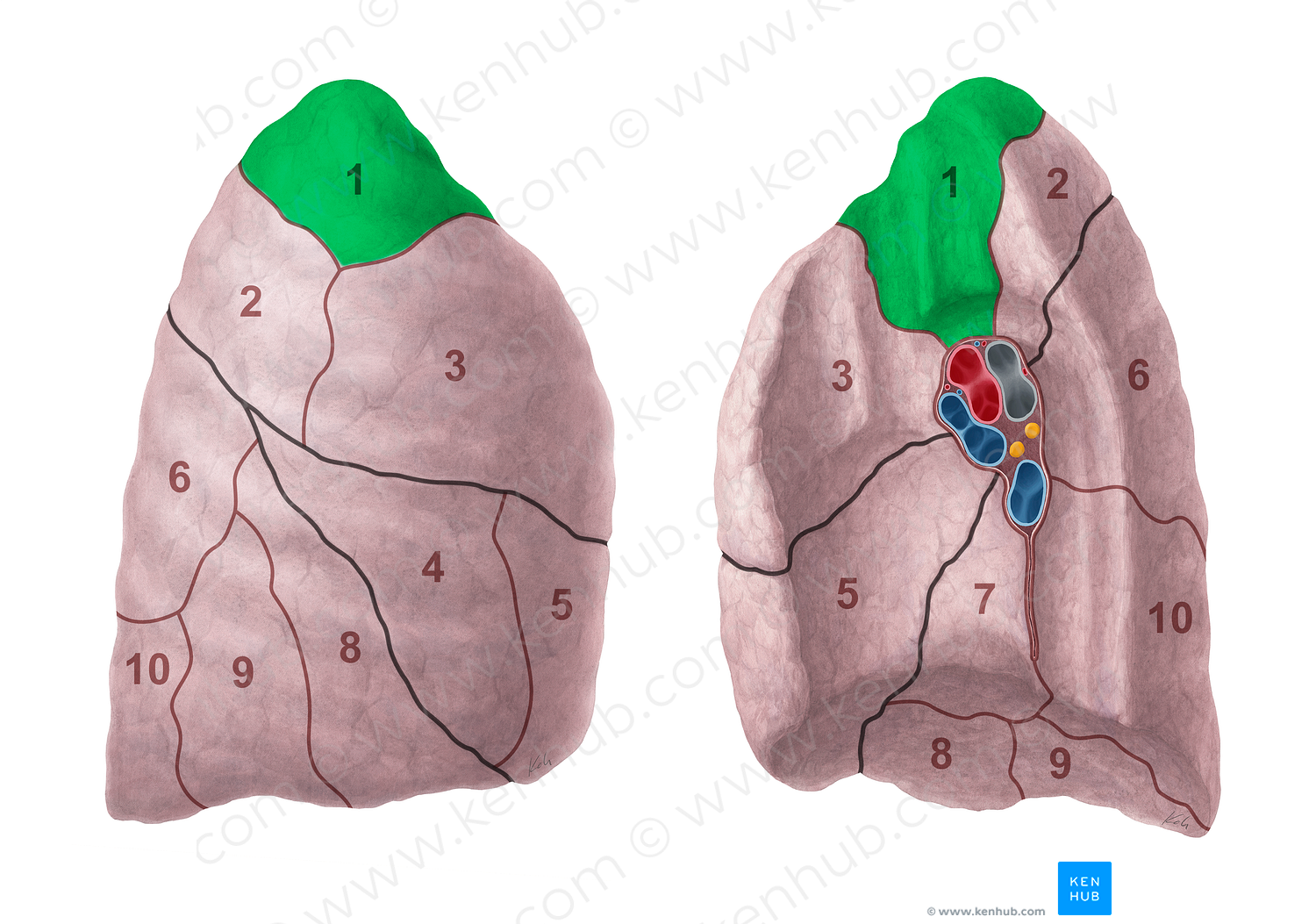 Apical segment of right lung (#20688) – Kenhub Image License Store