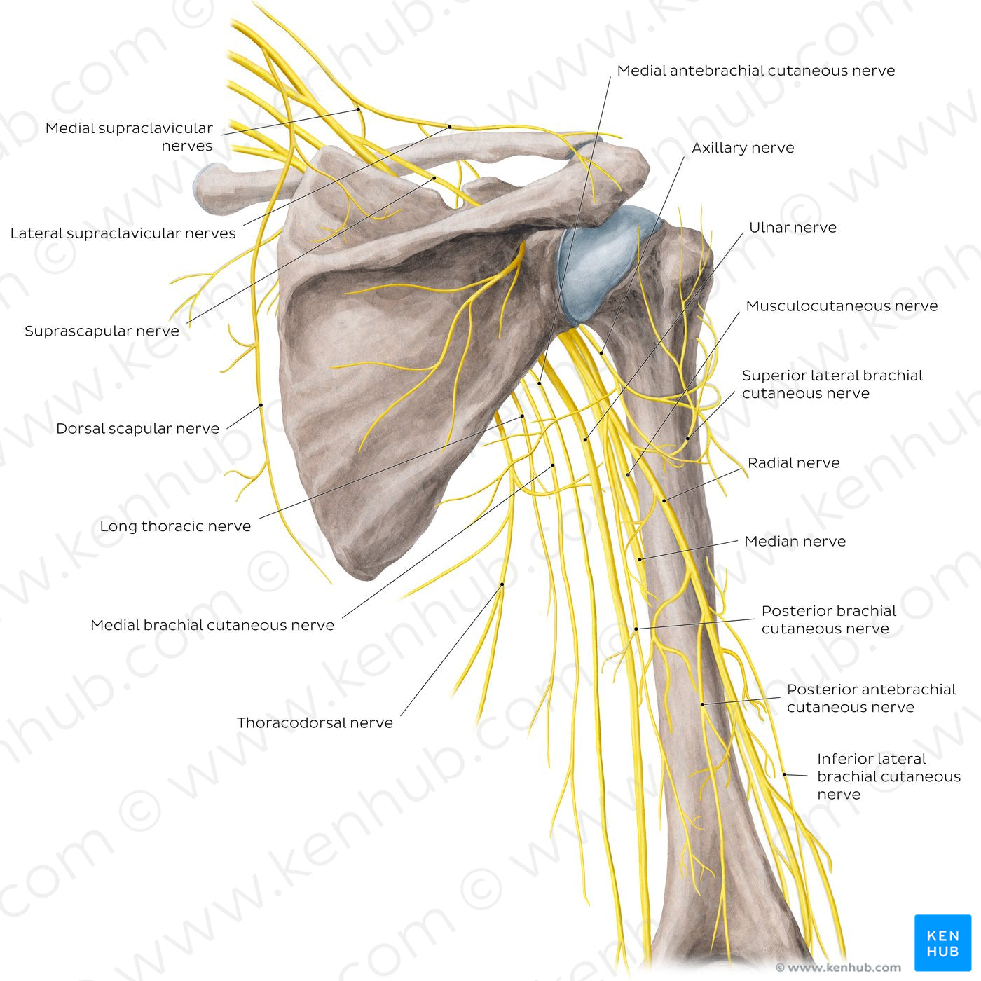 Nerves of the arm and the shoulder - Posterior view (English)
