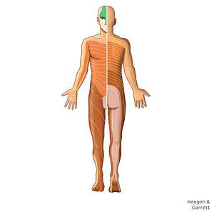 V1 dermatome (#20842)