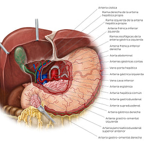 Arteries of the stomach, liver and spleen (Spanish)