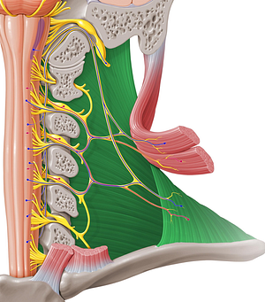 Trapezius muscle (#6148)