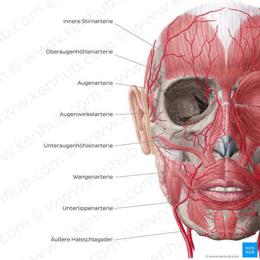 Arteries of face and scalp (Anterior view: deep) (German)