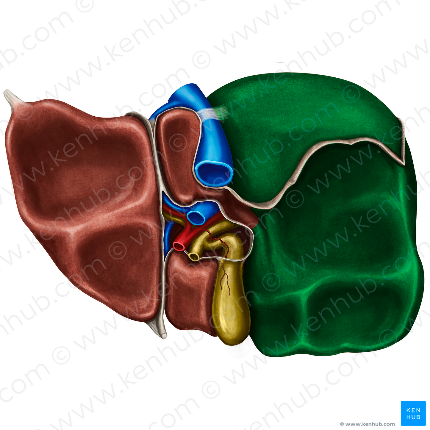 Right lobe of liver (#4793)