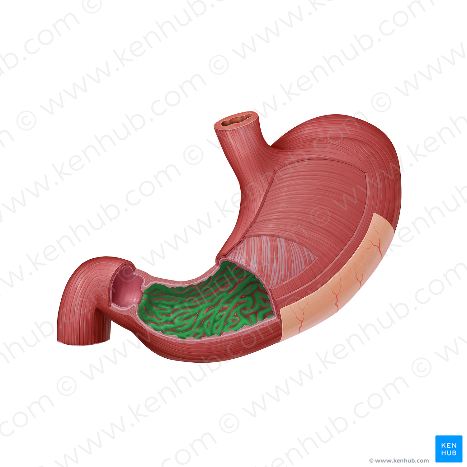 Gastric folds (#21586)