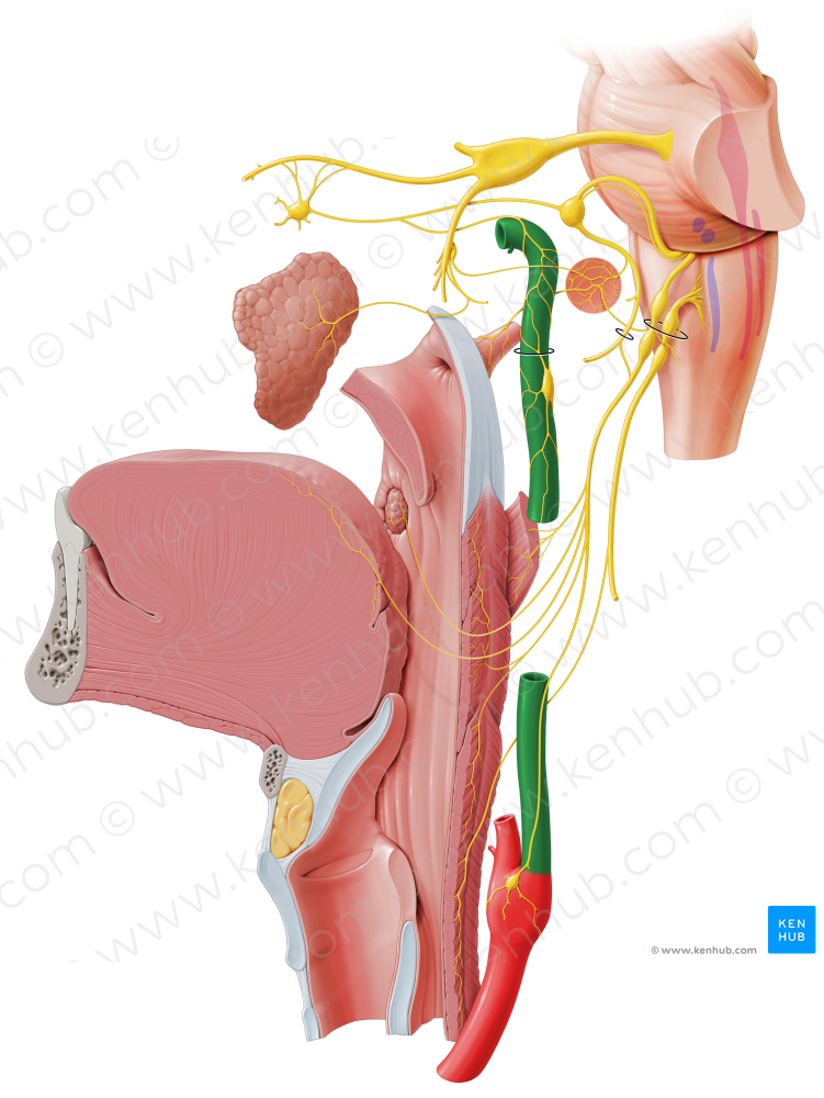 Internal carotid artery (#975)