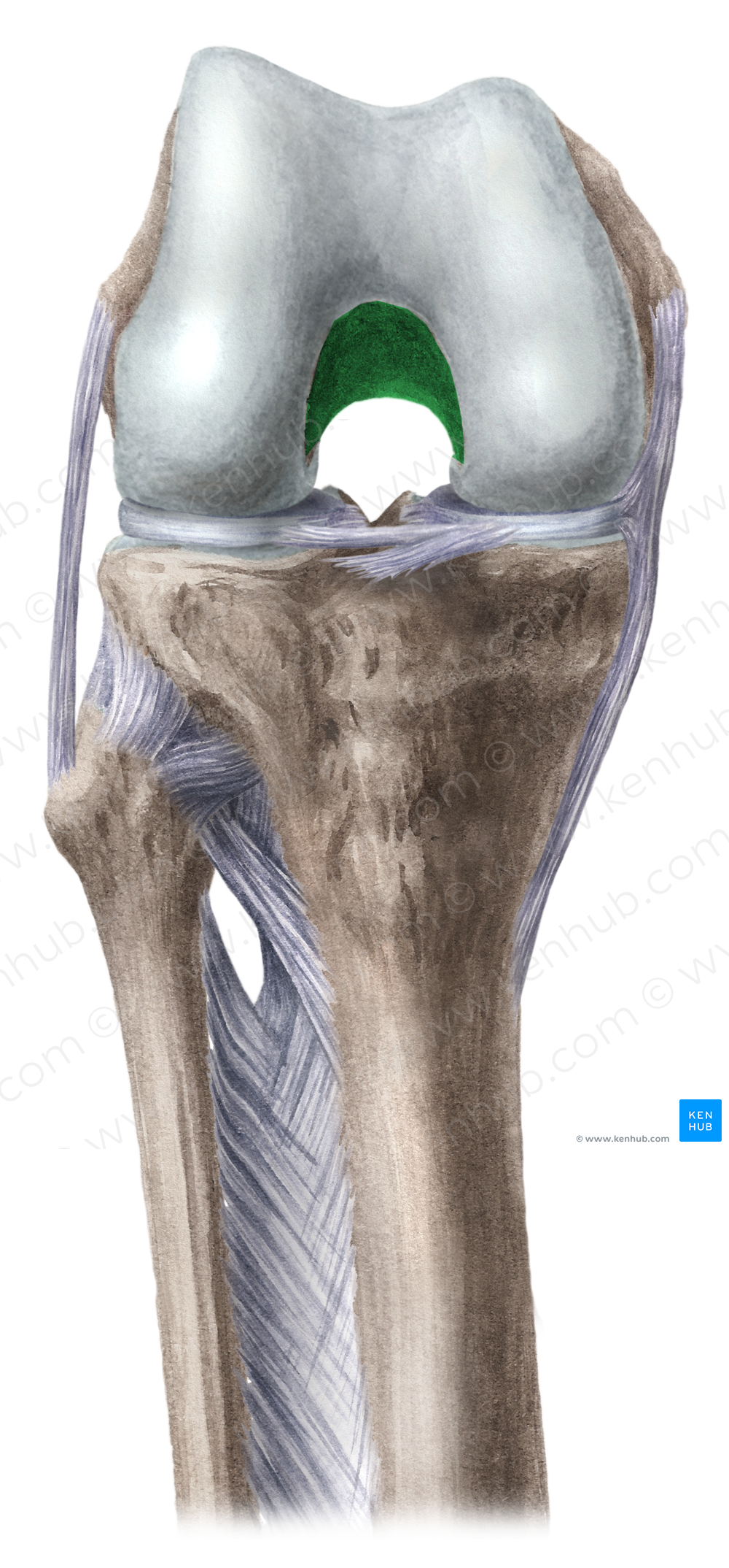 Intercondylar fossa of femur (#3857)