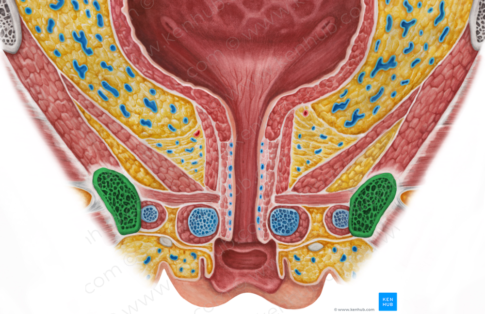 Inferior pubic ramus (#8707)