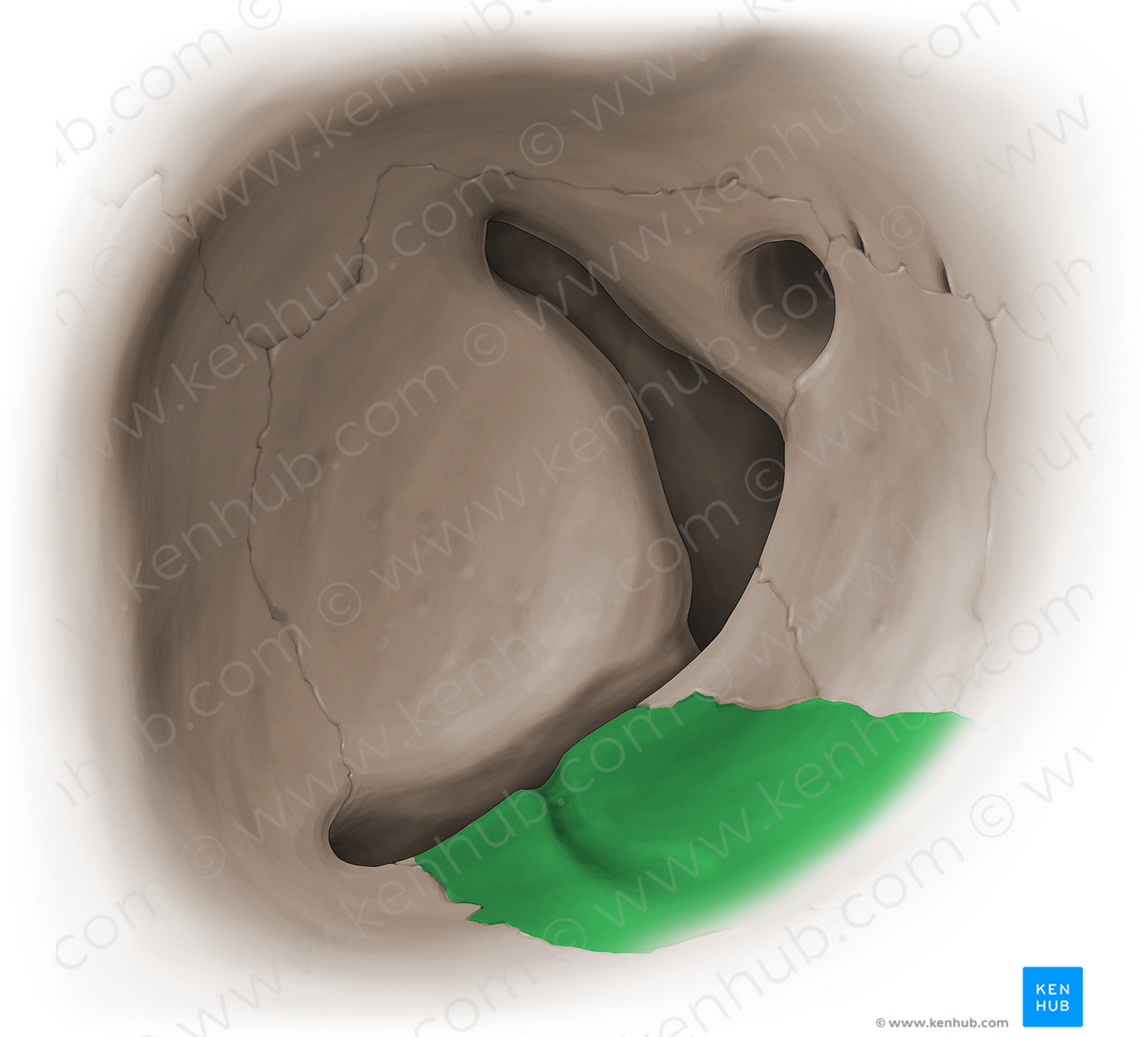 Orbital surface of maxilla (#16078)