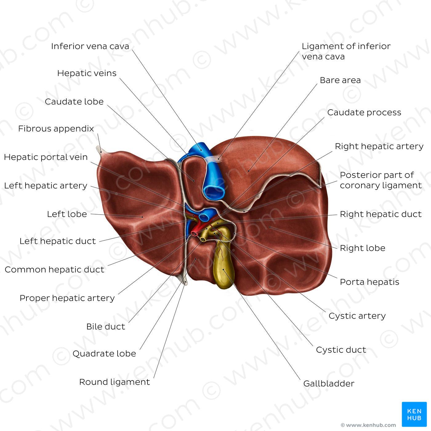 Inferior view of the liver (English)