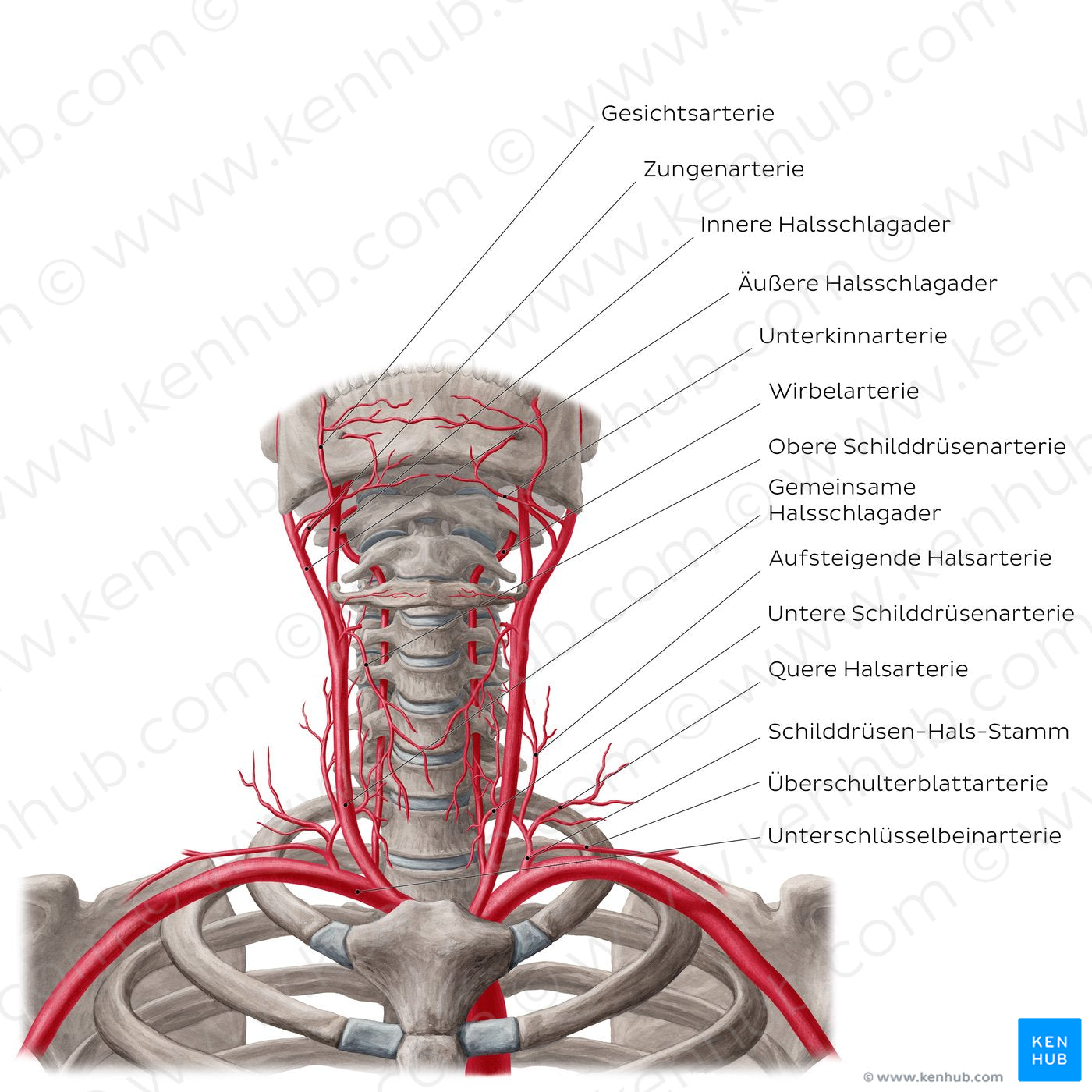 Arteries of the neck (German)