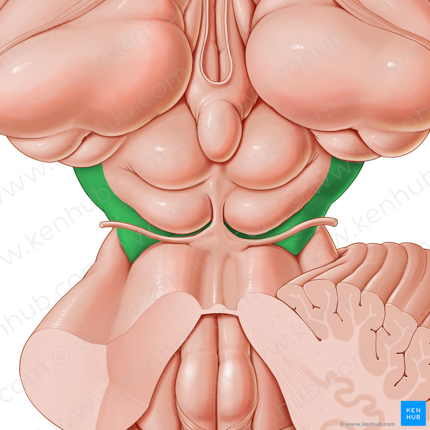 Cerebral peduncle (#7840)