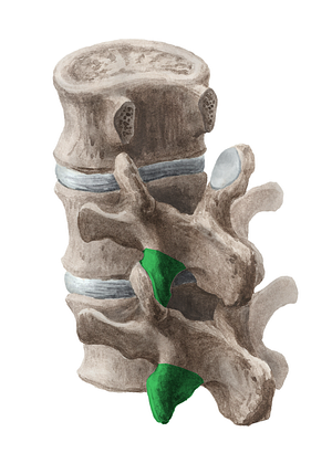 Inferior articular process of vertebra (#8167)