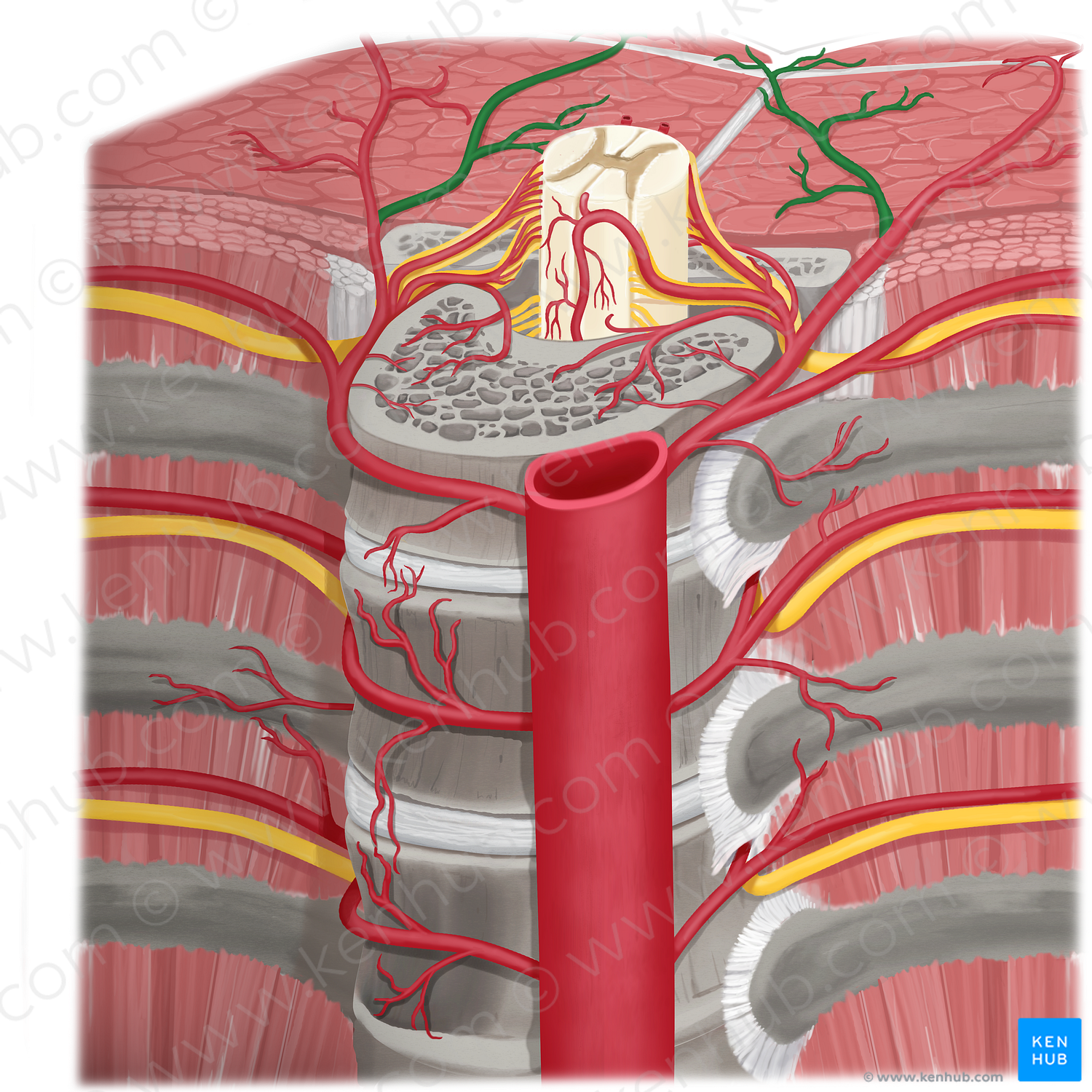 Medial dorsal cutaneous branch of posterior intercostal artery (#8655)