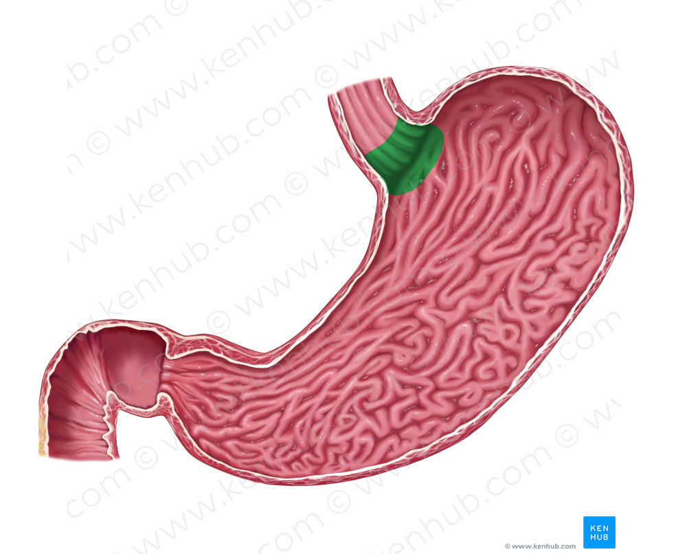 Cardia of stomach (#2455)