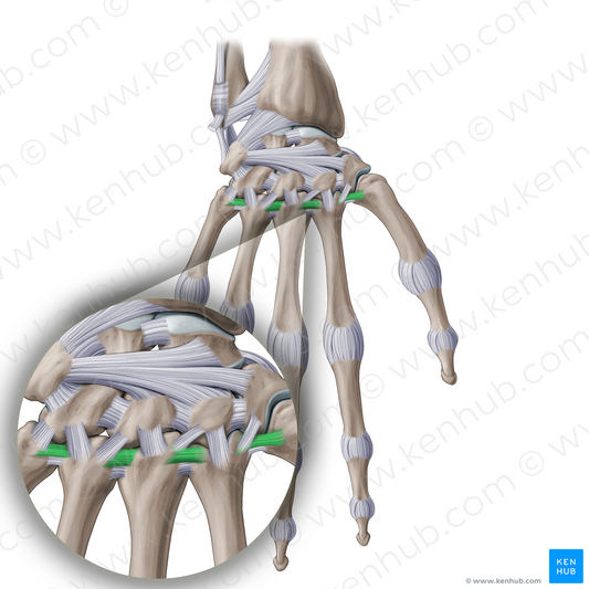 Dorsal metacarpal ligaments (#20954)