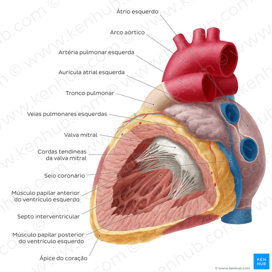 Heart: Left ventricle (Portuguese)