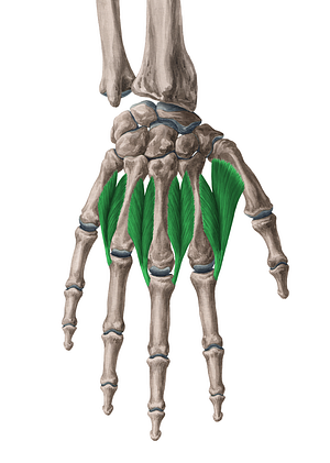 Dorsal interossei muscles of hand (#5130)