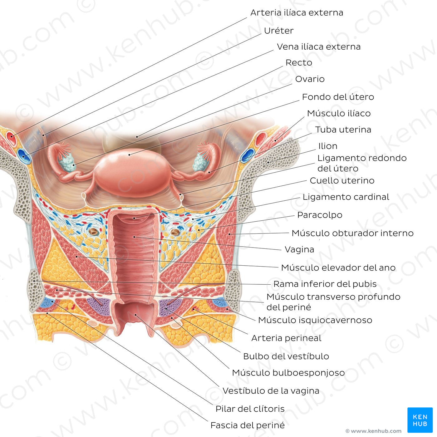 Uterus and vagina (Spanish)