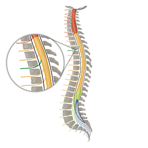 Spinal nerve T3 (#16149)