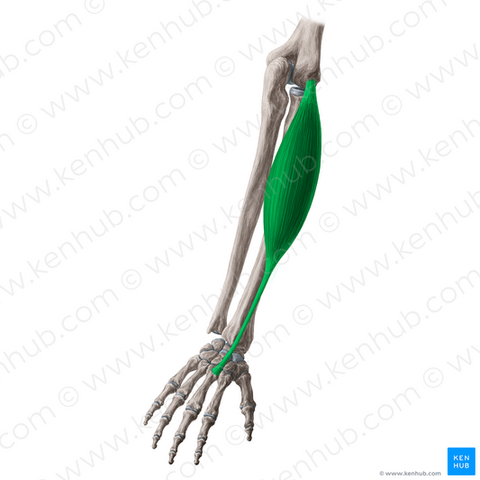 Extensor carpi radialis brevis muscle (#5306)