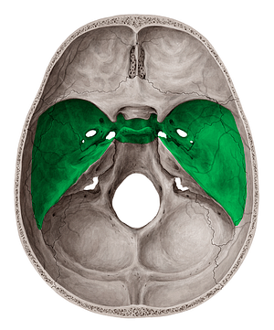 Middle cranial fossa (#3842)