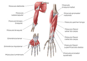 Main muscles of the upper limb - anterior (Portuguese)