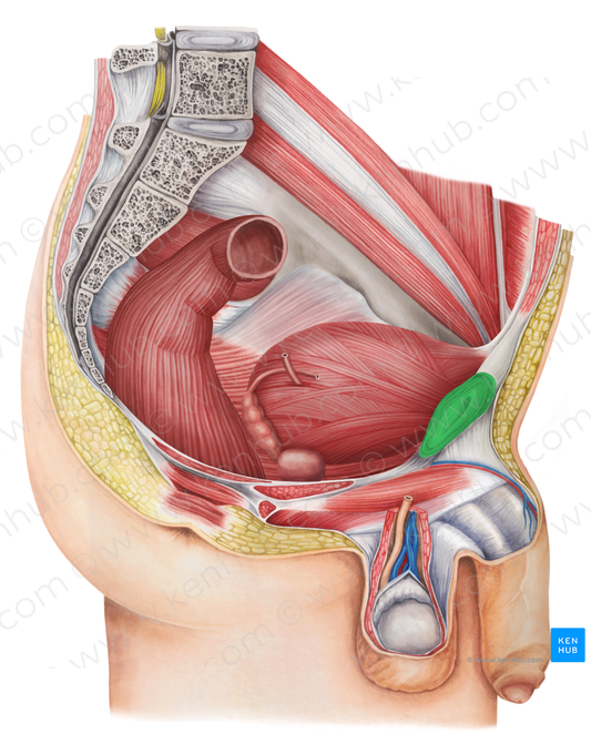 Pubic symphysis (#9396)