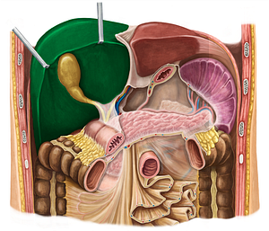 Right lobe of liver (#4785)