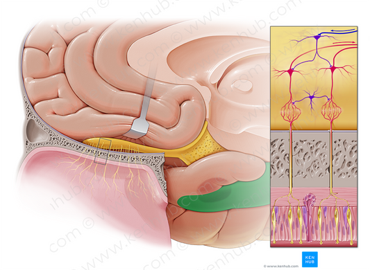 Parahippocampal gyrus (#4191)