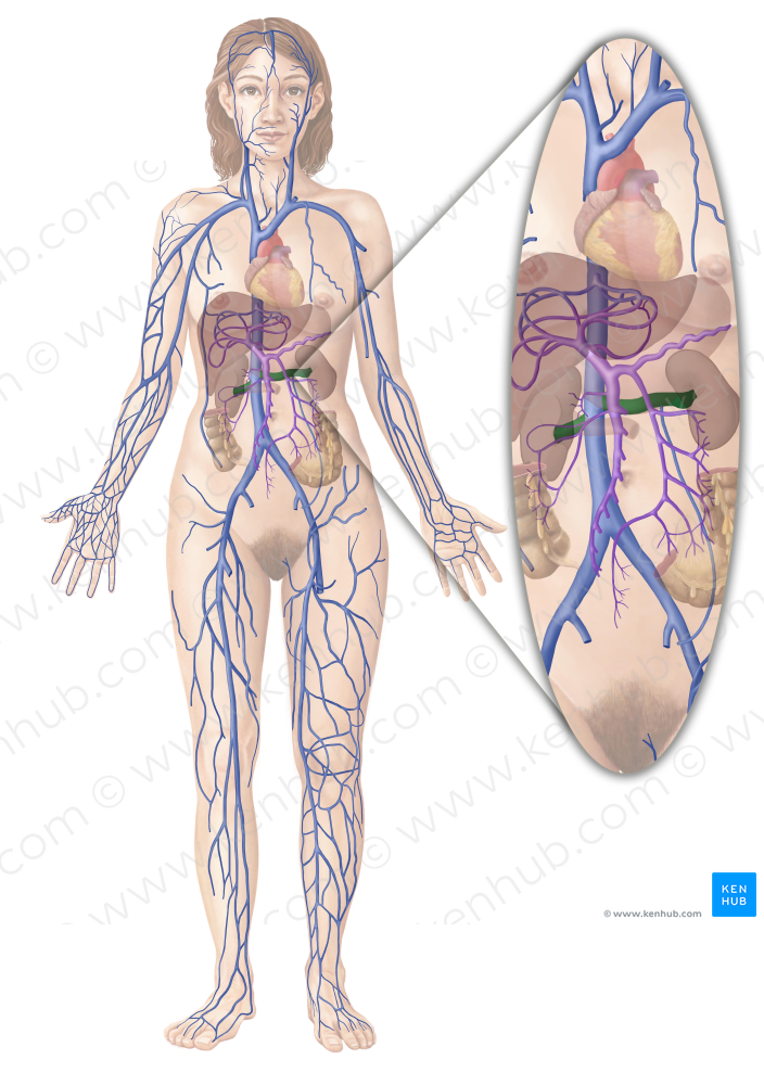 Renal vein (#10549)