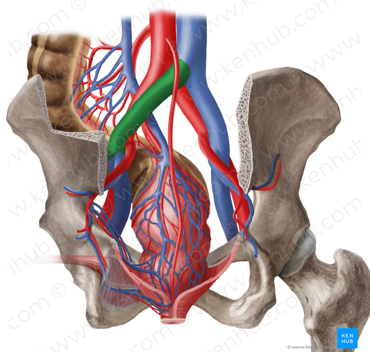 Left common iliac vein (#10291)