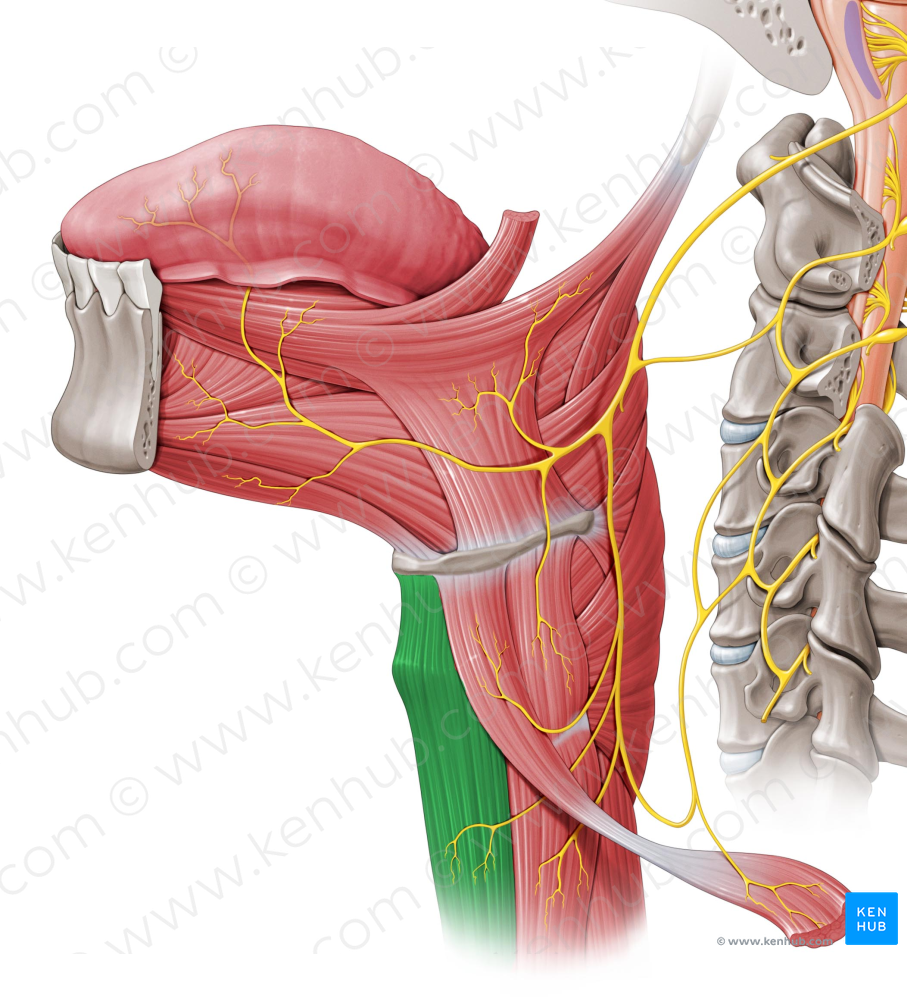 Sternohyoid muscle (#6018)