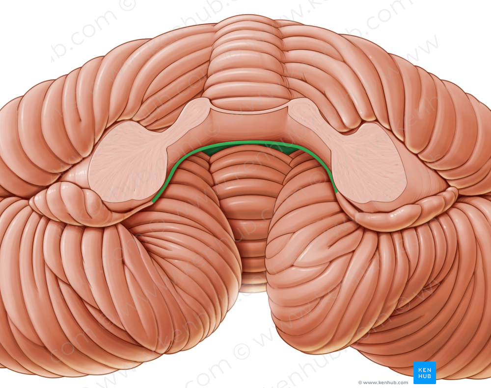 Inferior medullary velum (#9940)