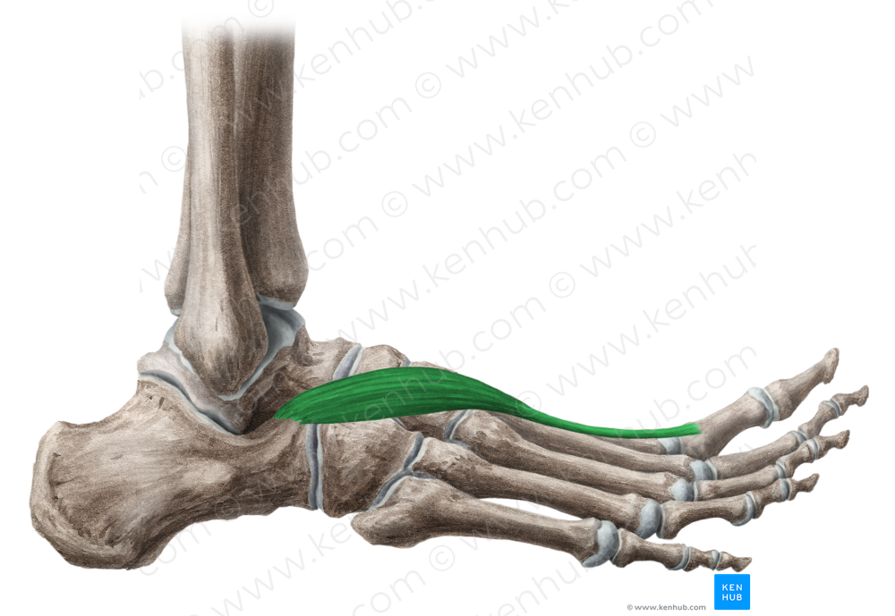 Extensor hallucis brevis muscle (#5333)