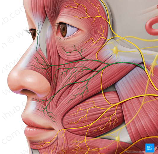 Zygomatic branches of facial nerve (#8584)