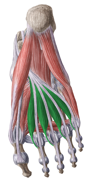 Lumbrical muscles of foot (#5152)