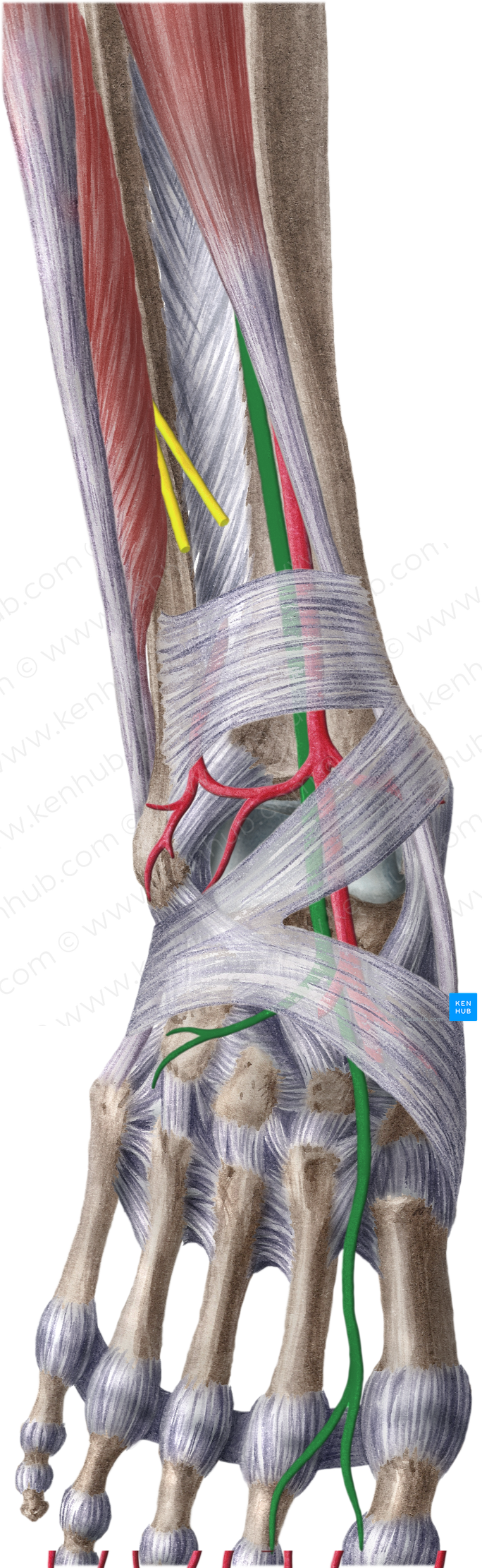 Deep fibular nerve (#6663)