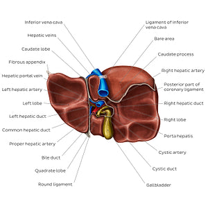 Inferior view of the liver (English)