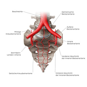Arteries of the sacrum (German)
