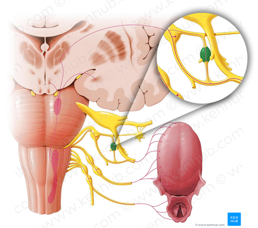 Otic ganglion (#3996)