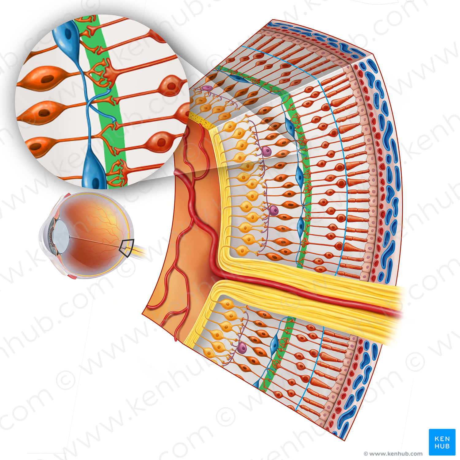 Outer plexiform layer (#16880)