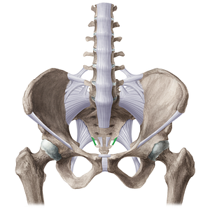 Lateral sacrococcygeal ligament (#21503)