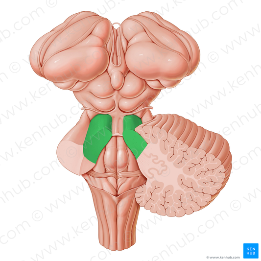 Superior cerebellar peduncle (#7835)