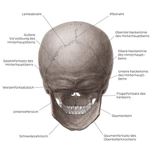 Skull (posterior view) (German)