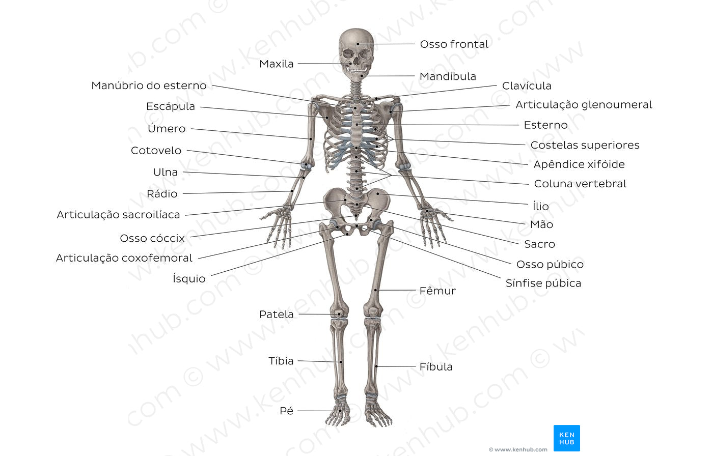 Skeletal system (Portuguese)